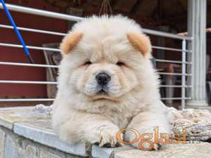 Krem Chow Chow štenci